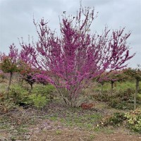 丛生紫荆工程绿化树 3-15公分价格表 造型优美基地供应