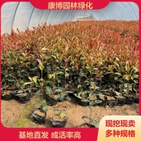 基地供应 红叶石楠 常绿观叶植物 康博园林绿化