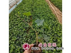 种植基地供应常春藤盆栽 四季常青 常作垂直绿化用 造型多样图1