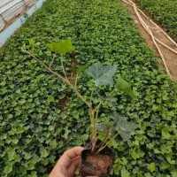 种植基地供应常春藤盆栽 四季常青 常作垂直绿化用 造型多样