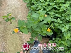 红花五色梅