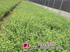 小叶女贞