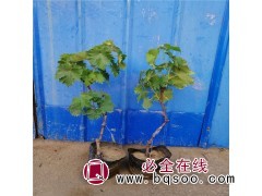 妮娜皇后葡萄苗产品特点表现优势 无核 秋后剪枝管理图1