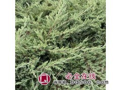 富春爬地柏40公分 绿化苗 铺地柏苗圃基地 常绿灌木图1