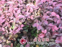 红花继木