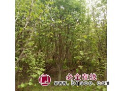 百花花楸 花楸树 夏季观花 冬季赏果 次生林珍贵阔叶树 领航图1