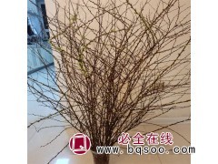 领航苗木 遇水开花枝条 干枝雪柳 雪柳苗 珍珠绣线菊 供货图1