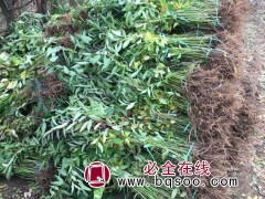 东北连翘