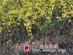 东北连翘