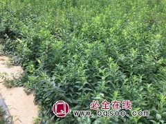 东北连翘