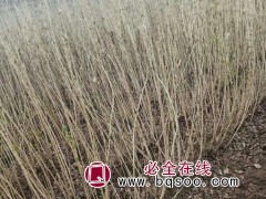 东北连翘