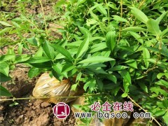 东北连翘