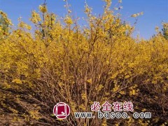 东北连翘