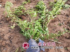 东北连翘