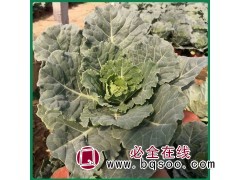 欧系羽衣甘蓝 久顺育苗基地 花镜装饰陈设用盆栽图1