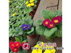 报春花 冬季观赏绿化用耐寒花卉 久顺培育基地图1