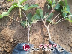 五叶地锦