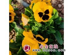 三色堇种植基地 红黄蓝色花系 冬季常用抗冻草花 兴东花卉图1