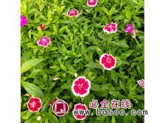美国石竹种植基地 多色系植物 地被草花公园道路 兴东花卉图1