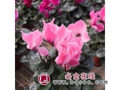 仙客来 冬季年宵花盆栽花卉 适合观赏 喜温暖环境 顺阳图1