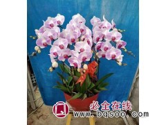 蝴蝶兰小苗 花色美丽 室内观赏年宵花 基地培育 顺阳图1