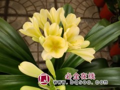 君子兰