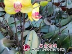 蝴蝶兰