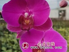 蝴蝶兰
