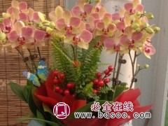 蝴蝶兰