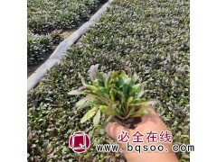 多花筋骨草 茎直立花紫色密集 可布置花坛空地栽种图1
