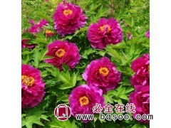 盆栽芍药绿化苗 观赏牡丹种植 多年生草本 天香花卉图1