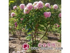景区观光休闲120cm芍药供应 色泽鲜艳 品种多 天香基地图1