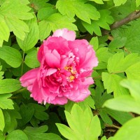 牡丹鲜切花 多年生草本植物 花大颜色艳 观赏价值高