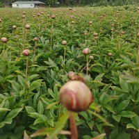 植株健壮 花色鲜艳 芍药供应 品相好庭院观赏绿化牡丹