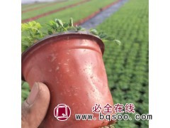 含羞草 生长快适应性较好 阳台盆栽观赏 智芳花卉图1