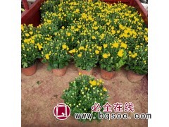 千头菊 不择土壤 观赏盆栽 庭院绿植 丛生密集 青州花卉基地图1
