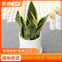 彩鑫 观赏植物租赁 美观造景绿植租摆 上门养护 虎皮兰