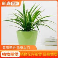 彩鑫 小型植物出租出售 造景盆栽租赁 免费设计养护 兰花租赁