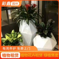 彩鑫 办公室盆景出租 观赏绿植租赁 花卉造景摆放 一体化服务