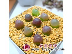 毛汉尼寻仙园农业科技提供物美价廉多肉植物 生石花 肉锥图1