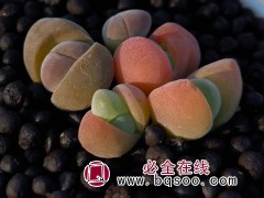 多肉植物番杏藻铃玉无比玉花卉绿植阳台窗台庭院易养
