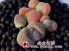 多肉植物番杏藻铃玉无比玉花卉绿植阳台窗台庭院易养