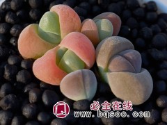 多肉植物番杏藻铃玉无比玉花卉绿植阳台窗台庭院易养