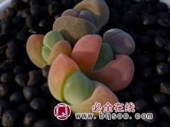 多肉植物番杏藻铃玉无比玉花卉绿植阳台窗台庭院易养