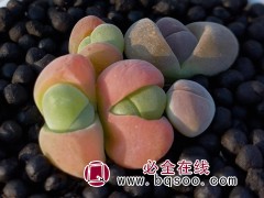 多肉植物番杏藻铃玉无比玉花卉绿植阳台窗台庭院易养