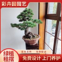 彩卉园 办公室花卉租摆 展会布置绿植租赁 四季常绿种类多