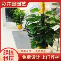 彩卉园 盆栽出租 办公室大型植物 客厅净化空气 绿萝租赁