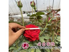 月季花苗 大花月季苗 四季开花多品种 明胜花卉 多年生图1
