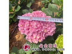 明胜花卉 大花绣球花苗 多色系绣球花 绿化工程专用图1