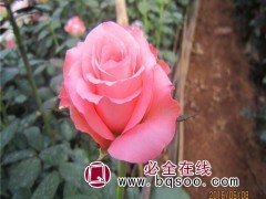 大花月季苗